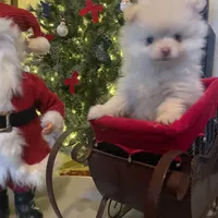 LilBoy, a male Pomeranian for sale in Vacaville, CA – Photo 2 of 5