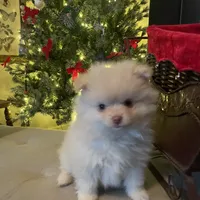 LilBoy, a male Pomeranian for sale in Vacaville, CA – Photo 3 of 5