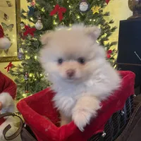 LilBoy, a male Pomeranian for sale in Vacaville, CA – Photo 4 of 5