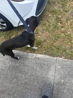 Ace, a male Dalmatian and American Pit Bull Terrier for sale in Miami Gardens, FL – Photo 3 of 3