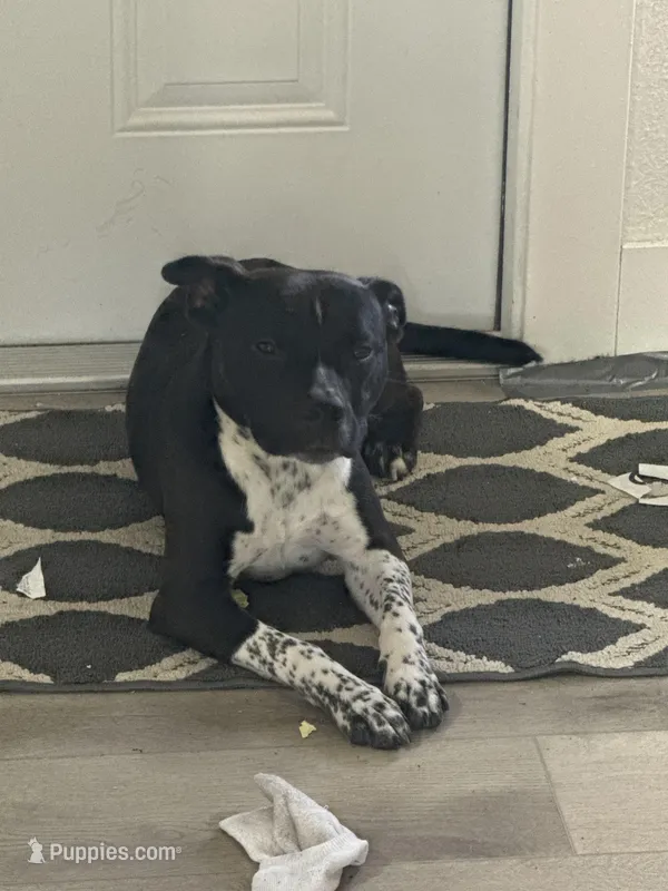 Ace – Dalmatian, American Pit Bull Terrier puppy for sale in Miami Gardens, FL