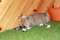Cora, a female Pembroke Welsh Corgi for sale in Baltic, OH – Photo 5 of 7
