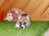 Cora, a female Pembroke Welsh Corgi for sale in Baltic, OH – Photo 4 of 7