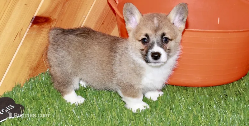 Cora – Pembroke Welsh Corgi puppy for sale in Baltic, OH