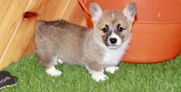 Cora, a female Pembroke Welsh Corgi for sale in Baltic, OH – Photo 1 of 7