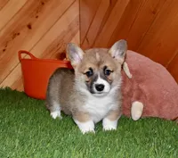 Cora, a female Pembroke Welsh Corgi for sale in Baltic, OH – Photo 3 of 7