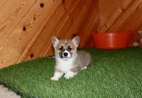 Cora, a female Pembroke Welsh Corgi for sale in Baltic, OH – Photo 7 of 7