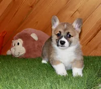 Cora, a female Pembroke Welsh Corgi for sale in Baltic, OH – Photo 2 of 7