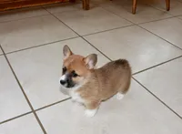 Chess , a female Pembroke Welsh Corgi for sale in Baltic, OH – Photo 6 of 6