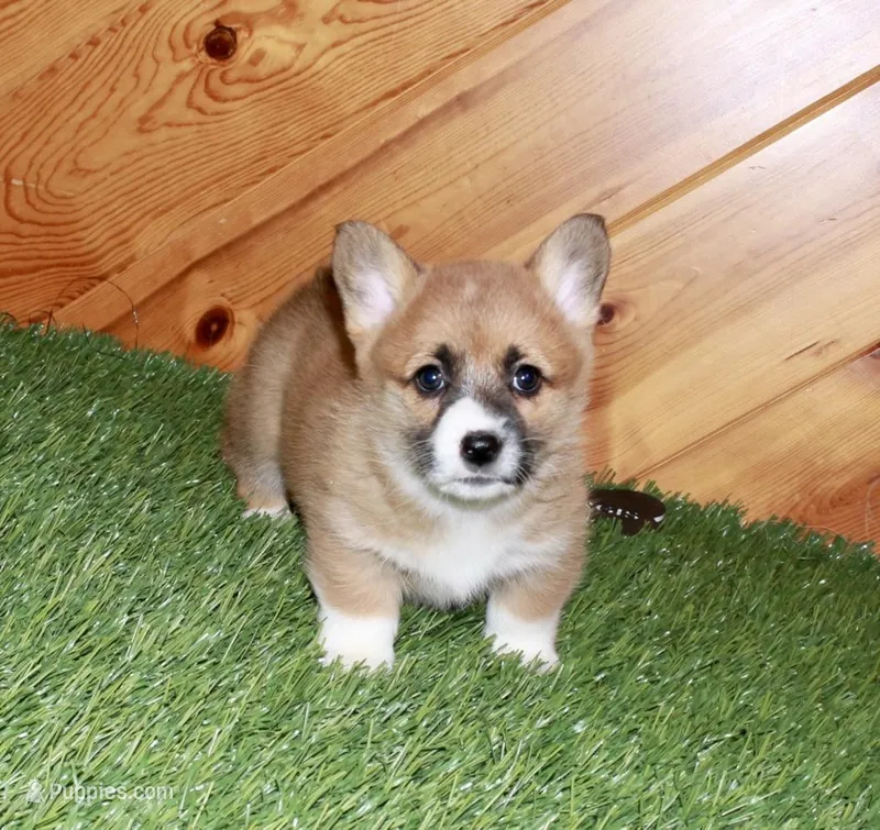 Chess  – Pembroke Welsh Corgi puppy for sale in Baltic, OH