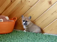 Chess , a female Pembroke Welsh Corgi for sale in Baltic, OH – Photo 4 of 6