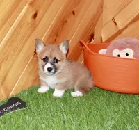Chess , a female Pembroke Welsh Corgi for sale in Baltic, OH – Photo 2 of 6