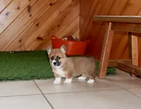 Chess , a female Pembroke Welsh Corgi for sale in Baltic, OH – Photo 3 of 6