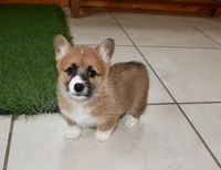 Chess , a female Pembroke Welsh Corgi for sale in Baltic, OH – Photo 5 of 6