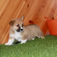 Chloe, a female Pembroke Welsh Corgi for sale in Baltic, OH – Photo 3 of 6