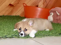 Chloe, a female Pembroke Welsh Corgi for sale in Baltic, OH – Photo 4 of 6