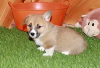 Chloe, a female Pembroke Welsh Corgi for sale in Baltic, OH – Photo 5 of 6
