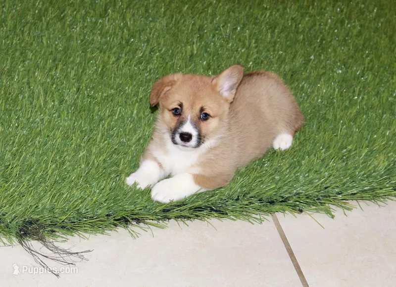 Chloe – Pembroke Welsh Corgi puppy for sale in Baltic, OH