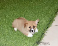 Chloe, a female Pembroke Welsh Corgi for sale in Baltic, OH – Photo 6 of 6