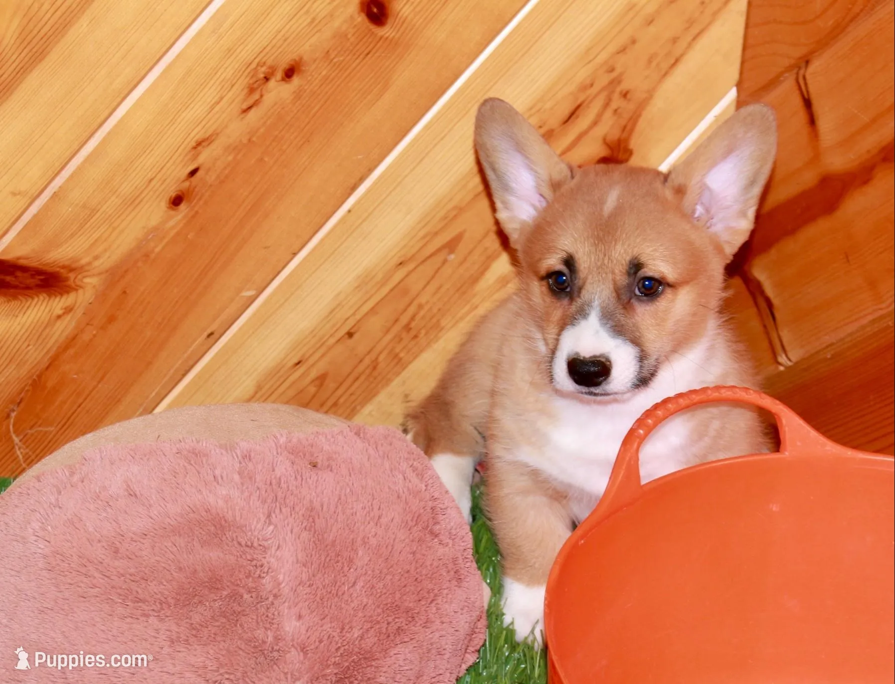 Charlie, a male Pembroke Welsh Corgi for sale in Baltic, OH – 1 of 4