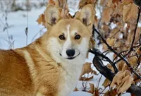 Charlie, a male Pembroke Welsh Corgi for sale in Baltic, OH – 3 of 4