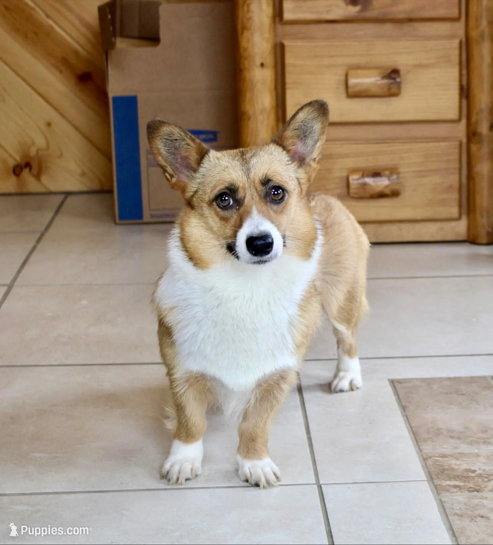 Charlie, a male Pembroke Welsh Corgi for sale in Baltic, OH – 4 of 4