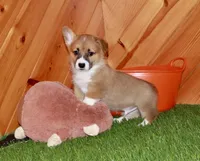 Charlie, a male Pembroke Welsh Corgi for sale in Baltic, OH – Photo 6 of 7