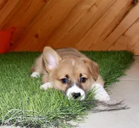 Charlie, a male Pembroke Welsh Corgi for sale in Baltic, OH – Photo 2 of 7