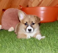 Charlie, a male Pembroke Welsh Corgi for sale in Baltic, OH – Photo 1 of 7