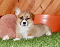 Charlie, a male Pembroke Welsh Corgi for sale in Baltic, OH – Photo 3 of 7