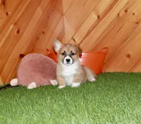 Charlie, a male Pembroke Welsh Corgi for sale in Baltic, OH – Photo 5 of 7