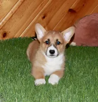 Charlie, a male Pembroke Welsh Corgi for sale in Baltic, OH – 2 of 4