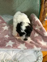 penny, a female Shihpoo for sale in Gordon, GA – 4 of 6