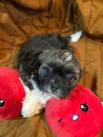Terrence, a male Shihpoo for sale in Ivey, GA – 4 of 8