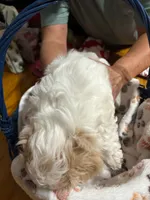 Owl, a female Shihpoo for sale in Ivey, GA – 5 of 8
