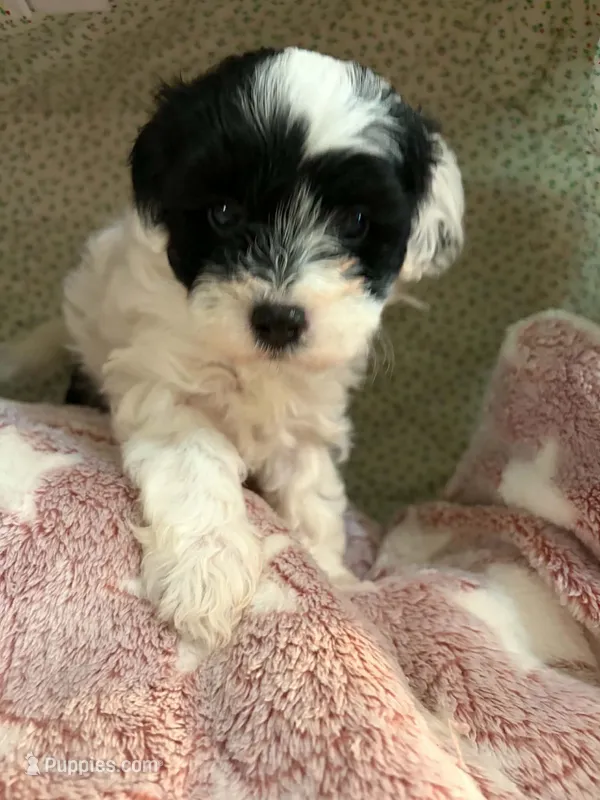 Pongo – Shihpoo puppy for sale in Gordon, GA