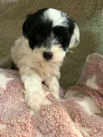 Pongo, a male Shihpoo for sale in Gordon, GA – 1 of 4