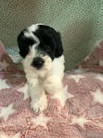 penny, a female Shihpoo for sale in Gordon, GA – 3 of 6