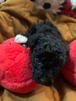 Socks, a male Shihpoo for sale in Ivey, GA – 6 of 8