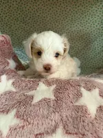 Slim, a male Shihpoo for sale in Gordon, GA – 4 of 4