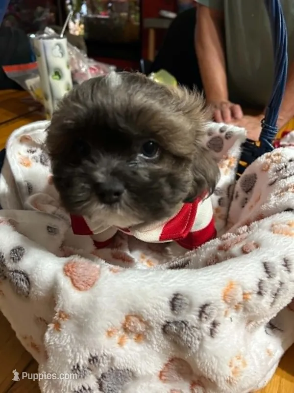Terrence – Shihpoo puppy for sale in Ivey, GA