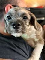 Pixie Dust T, a male Shihpoo for sale in Gordon, GA – 3 of 6