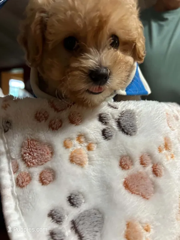 Scottie – Shihpoo puppy for sale in Ivey, GA