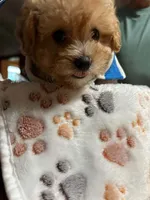 Scottie, a male Shihpoo for sale in Ivey, GA – 1 of 9