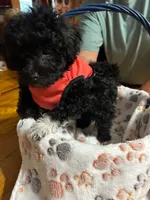 Socks, a male Shihpoo for sale in Ivey, GA – 2 of 8