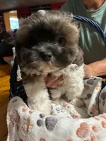 Terrence, a male Shihpoo for sale in Ivey, GA – 8 of 8