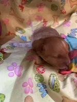 Scottie, a male Shihpoo for sale in Ivey, GA – Photo 5 of 5