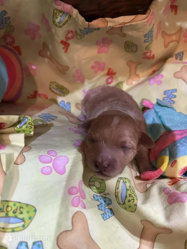 Scottie – Shihpoo puppy for sale in Ivey, GA