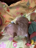 Scottie, a male Shihpoo for sale in Ivey, GA – Photo 3 of 5