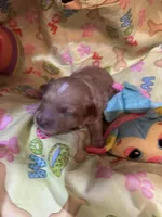 Scottie, a male Shihpoo for sale in Ivey, GA – Photo 4 of 5